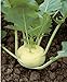 foto 300 semillas de colo rava blanca – Verduras antiguas huertas – Método ecológico 2024-2023