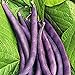 photo Royal Burgundy Bush Bean Seeds, 30 Heirloom Seeds Per Packet, Non GMO Seeds, Isla's Garden Seeds 2024-2023