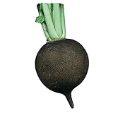 photo: You can buy Burpee Black Spanish Round Radish Seeds 200 seeds online, best price $6.76 ($0.03 / Count) new 2024-2023 bestseller, review