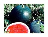 foto: jetzt Melone - Wassermelone Sugar Baby - Zucker Baby - 10 Samen Online, bester Preis 1,70 € neu 2024-2023 Bestseller, Rezension