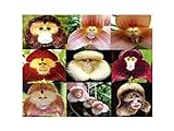 foto: comprar 100 PCS cara del mono orquídea tropical de la mezcla Semillas Planta rara flor exótica Bonsai on-line, mejor precio 4,99 € nuevo 2024-2023 éxito de ventas, revisión