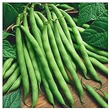 photo: You can buy Everwilde Farms - 1 Lb Provider Green Bean Seeds - Gold Vault online, best price $9.60 new 2024-2023 bestseller, review