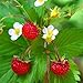 photo Outsidepride Strawberry Vesca Baron - 5000 Seeds 2024-2023