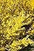 foto Goldglöckchen Forsythia 'Week-End' -R- im Topf gewachsen ca. 60-80cm 2024-2023