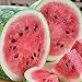 photo RattleFree Watermelon Seeds for Planting Heirloom and NonGMO Jubilee Watermelon Seeds to Plant in Home Gardens Full Planting Instructions on Each Planting Packet 2024-2023