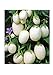 foto Aubergine White Mini - Eierfrucht - 20 Samen 2024-2023
