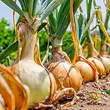 photo: You can buy David's Garden Seeds Onion Short-Day Texas Grano 1015Y 1766 (Yellow) 200 Non-GMO, Heirloom Seeds online, best price $4.45 new 2024-2023 bestseller, review