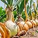 photo David's Garden Seeds Onion Short-Day Texas Grano 1015Y 1766 (Yellow) 200 Non-GMO, Heirloom Seeds 2024-2023