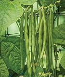 photo: You can buy Burpee Kentucky Blue Pole Bean Seeds 8 ounces of seed online, best price $11.39 ($1.42 / Ounce) new 2024-2023 bestseller, review