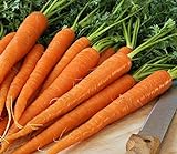 photo: You can buy Pelleted - Tendersweet Carrot Seeds - Pelleted - Wow!! These are Sooooo Good!!!!(100 - Seeds) online, best price $10.99 ($0.11 / Count) new 2024-2023 bestseller, review