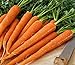 photo Pelleted - Tendersweet Carrot Seeds - Pelleted - Wow!! These are Sooooo Good!!!!(100 - Seeds) 2024-2023