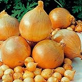 foto: jetzt 1 Beutel Zwiebelsamen zum Anpflanzen, saftige, fettarme georgische Fruchtsamen für Küche, Garten und Balkon - Zwiebelsamen Online, bester Preis 2,89 € neu 2024-2023 Bestseller, Rezension