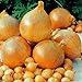 foto 1 Beutel Zwiebelsamen zum Anpflanzen, saftige, fettarme georgische Fruchtsamen für Küche, Garten und Balkon - Zwiebelsamen 2024-2023
