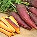 photo Cosmic Purple Carrot Seeds, 500 Heirloom Seeds Per Packet, Non GMO Seeds, Isla's Garden Seeds 2024-2023