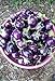 photo 25 Seeds / Purple Eggplant (Baby Eggplants) 2024-2023