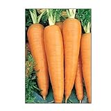photo: You can buy 750 Danvers 126 Carrot Seeds | Non-GMO | Fresh Garden Seeds online, best price $5.95 new 2024-2023 bestseller, review