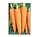 photo 750 Danvers 126 Carrot Seeds | Non-GMO | Fresh Garden Seeds 2024-2023