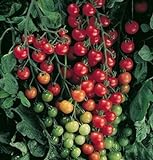 photo: You can buy David's Garden Seeds Tomato Cherry Supersweet FBA 1010 (Red) 25 Non-GMO, Hybrid Seeds online, best price $6.95 new 2024-2023 bestseller, review