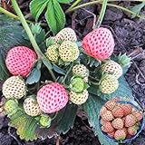 photo: You can buy Big Pack Rare Fresh Seeds for Planting (White Strawberry-2000+ Seeds) online, best price $8.99 new 2024-2023 bestseller, review