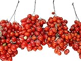 photo: You can buy 30+ Grappoli D'Inverno Tomato Seeds, Heirloom Non-GMO, Sweet, Italian, Indeterminate, Open-Pollinated, Delicious, Productive, from USA online, best price $5.25 ($74.47 / Ounce) new 2024-2023 bestseller, review