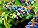 photo 20 Oregon Grape Seeds for Planting - Stunning Ornamental Fruit Bearing Plant - Berberis bealei, Barberry, Leatherleaf Mahonia 2024-2023