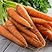 photo Tendersweet Carrot Seeds - 50 Count Seed Pack - Non-GMO - Rich-Orange Colored Roots are coreless, Crisp and Very Sweet. Perfect for Canning, juicing, or Eating raw. - Country Creek LLC 2024-2023
