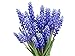 photo Muscari Armeniacum - 15 Grape Hyacinth Bulbs - Top Size 9/10 cm 2024-2023