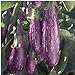 photo Unbrandred Fairy Tale Eggplants Seeds (25+ Seeds)(More Heirloom, Organic, Non GMO, Vegetable, Fruit, Herb, Flower Garden Seeds (25+ Seeds) at Seed King Express) 2024-2023