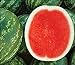 photo David's Garden Seeds Fruit Watermelon (Seedless) Chunky (Red) 25 Non-GMO, Hybrid Seeds 2024-2023