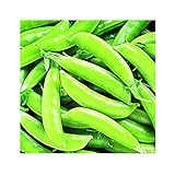 photo: You can buy Park Seed Super Sugar Snap Pea Seeds, Delicious and High Yield, Pack of 160 Seeds online, best price $8.95 ($0.06 / Count) new 2024-2023 bestseller, review