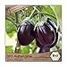 foto BIO Aubergine Samen Sorte Black Beauty (Solanum melongena) Gemüsesamen Eierfrucht Saatgut 2024-2023