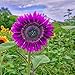 foto Semillas para plantar, 100 unidades/bolsa de semillas de girasol no transgénicos planta anual púrpura Marguerita flor plántulas para jardinería - semillas de girasol 2024-2023