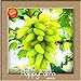 foto Best-Selling100 PCS/Pack 12 Arten von Traubenkernen Advanced Fruit Seed Natural Growth Trauben Sweet Kyoho Gardening, 6T7EXB 5 2024-2023