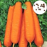foto: jetzt 900 stücke Große Packung Karottesamen Wachsender Kit Hausgarten Bonsai Gemüse Fruchtpflanzen Setzlinge Karottensamen 1size. Online, bester Preis 19,94 € neu 2024-2023 Bestseller, Rezension