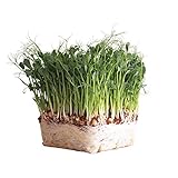 photo: You can buy Organic Garden Yellow Pea Seeds - 1 Lb ~2,000 Seeds - Non-GMO Heirloom Yellow Sprouting Pea Seeds for Microgreens Pea Shoots, Outdoor Gardening, Indoor Sprouts, Cover Crops, Organic Micro Greens Kit online, best price $15.65 ($0.98 / Ounce) new 2024-2023 bestseller, review