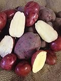 photo: You can buy Seed Potato, Red Lasoda, (5 Lbs.), Certified Minnesota Grown Red Lasoda online, best price $8.95 ($0.11 / Ounce) new 2024-2023 bestseller, review