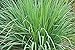 photo Lemongrass Seeds - 100 Seeds - Easy to Grow Herb - Ships from Iowa, Made in USA - Grow Lemon Grass 2024-2023