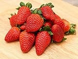 photo: You can buy 200 Seeds Strawberry Seeds Non-GMO Fruit Seeds Organic Garden online, best price $10.49 ($148.79 / Ounce) new 2024-2023 bestseller, review
