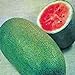 photo Watermelon, Charleston Grey, Heirloom,100 Seeds, Large 2024-2023