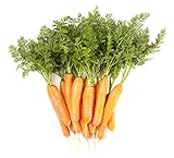 photo: You can buy Carrot Vegetable Seeds for Planting Home Garden Outdoors - Little Finger Baby Carrot Seeds! online, best price $5.99 new 2024-2023 bestseller, review