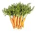 photo Carrot Vegetable Seeds for Planting Home Garden Outdoors - Little Finger Baby Carrot Seeds! 2024-2023