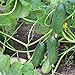 photo 200+ Cucumber Seeds for Planting, Non-GMO, Premium Heirloom Seeds 2024-2023