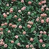 photo: You can buy Strawberry Clover - 1 LB ~270,000 Seeds - Hay, Silage, Green Manure or Farm & Garden Cover Crops - Attracts Pollinators online, best price $20.18 ($1.26 / Ounce) new 2024-2023 bestseller, review