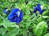 photo: You can buy 30 Seeds Thai Butterfly Pea Seeds online, best price $15.00 ($0.50 / Count) new 2024-2023 bestseller, review