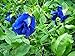 photo 30 Seeds Thai Butterfly Pea Seeds 2024-2023