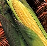 photo: You can buy TomorrowSeeds - Kandy Korn Yellow Sweet Corn Seeds - 90+ Count Packet - Red Purple Husk EH Hybrid Untreated Golden Early Harvest Non GMO online, best price $8.80 ($0.10 / Count) new 2024-2023 bestseller, review
