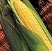photo TomorrowSeeds - Kandy Korn Yellow Sweet Corn Seeds - 90+ Count Packet - Red Purple Husk EH Hybrid Untreated Golden Early Harvest Non GMO 2024-2023
