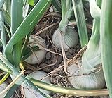 photo: You can buy Vidalia Sweet Onion Seeds 120+ Pieces Non-GMO 110/170 Days Spring/Fall Garden online, best price $8.00 ($0.07 / Count) new 2024-2023 bestseller, review