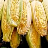 photo: You can buy Sugar Buns Sweet Yellow Corn, 75 Heirloom Seeds Per Packet, (Isla's Garden Seeds), 90% Germination Rates, Non GMO Seeds, Botanical Name: Zea mays online, best price $6.75 ($0.09 / Count) new 2024-2023 bestseller, review