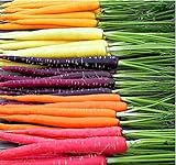 photo: You can buy MySeeds.Co Big Pack - (3,500+) Rainbow Mix Carrot Seeds - Atomic Red, Bambino Orange, Cosmic Purple, Lunar White and Solar Yellow Seeds (Big Pack - Carrot Rainbow Mix) online, best price $9.99 ($0.02 / Count) new 2024-2023 bestseller, review